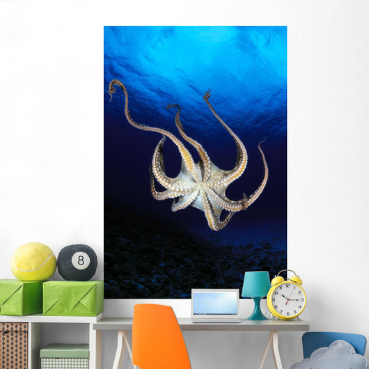 Hawaii, Day Octopus View Of Underside Near Surface, Midwater A87B Wall Mural