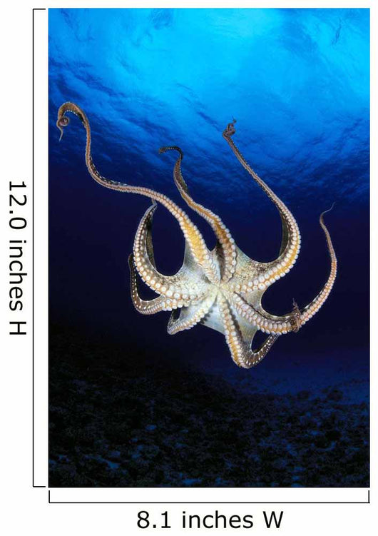Hawaii, Day Octopus View Of Underside Near Surface, Midwater A87B Wall Mural