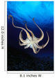 Hawaii, Day Octopus View Of Underside Near Surface, Midwater A87B Wall Mural