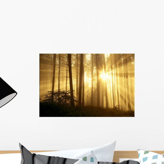 Trees In Forest A24E Wall Mural