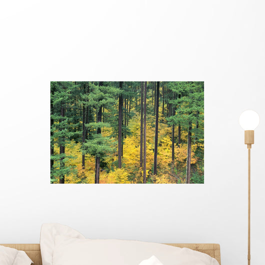 Green And Yellow Colors A24B Wall Mural