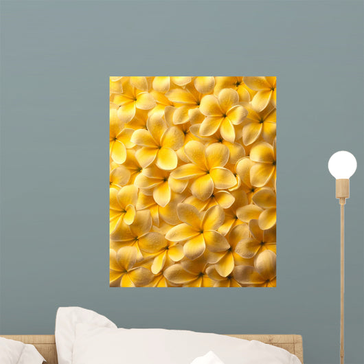Yellow Plumeria Flowers With Water Droplets Wall Mural