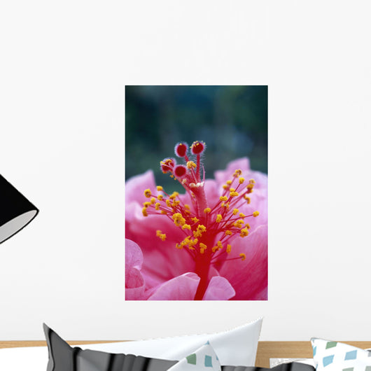 Hibiscus Hybrid Flower A23B Wall Mural