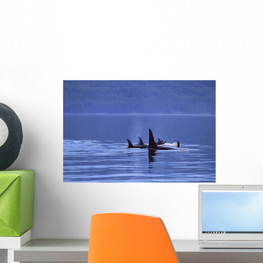 Alaska, Icy Strait, Pod Of Killer Whales Inside Passage Surface A95H Wall Mural