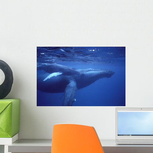 Hawaii, Humpback Whales Mother And Calf Underwater Near Surface A94G Wall Mural