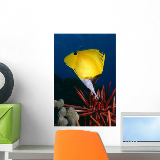 Hawaii, Long Nose Butterfly Fish Over Pencil Urchin A85D Wall Mural