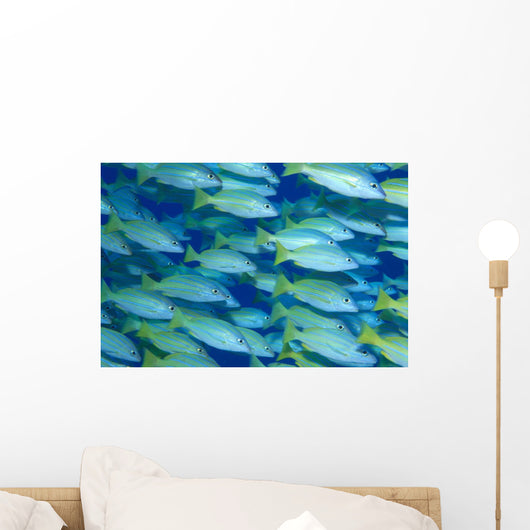 Hawaii, School Of Blue Stripe Snapper Side View A84H Wall Mural