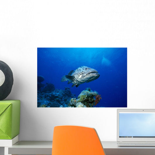 Australia, Great Barrier Reef, Potato Cod B1946 Wall Mural