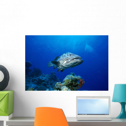 Australia, Great Barrier Reef, Potato Cod B1946 Wall Mural