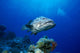 Australia, Great Barrier Reef, Potato Cod B1946 Wall Mural
