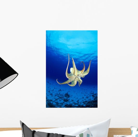 Hawaii, Day Octopus Midwater With Sunburst, Underside B1935 Wall Mural