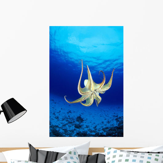 Hawaii, Day Octopus Midwater With Sunburst, Underside B1935 Wall Mural