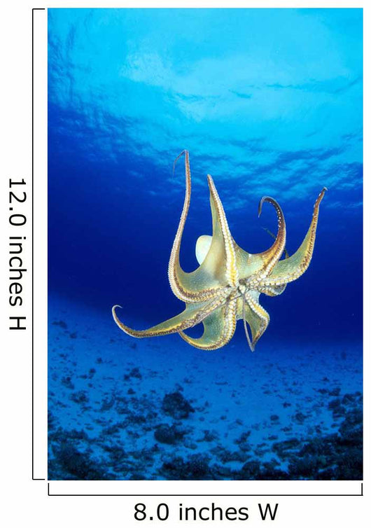 Hawaii, Day Octopus Midwater With Sunburst, Underside B1935 Wall Mural