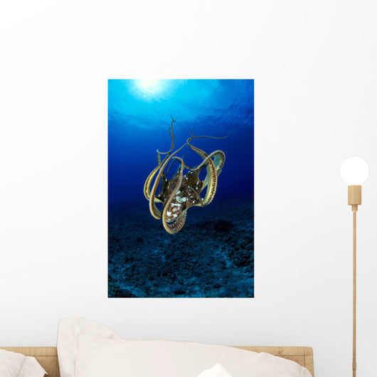Hawaii, Day Octopus Sunburst, B1930 Wall Mural
