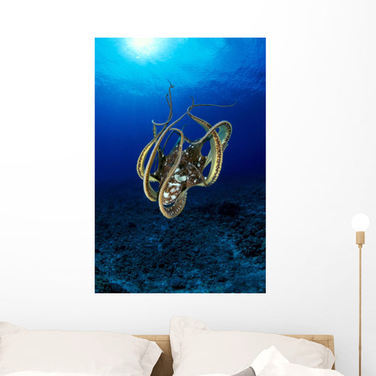 Hawaii, Day Octopus Sunburst, B1930 Wall Mural