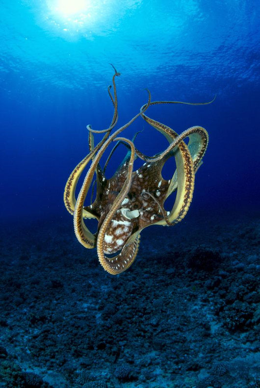 Hawaii, Day Octopus Sunburst, B1930 Wall Mural
