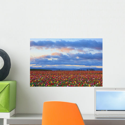 Sunrise Over A Tulip Field At Wooden Shoe Tulip Farm Wall Mural