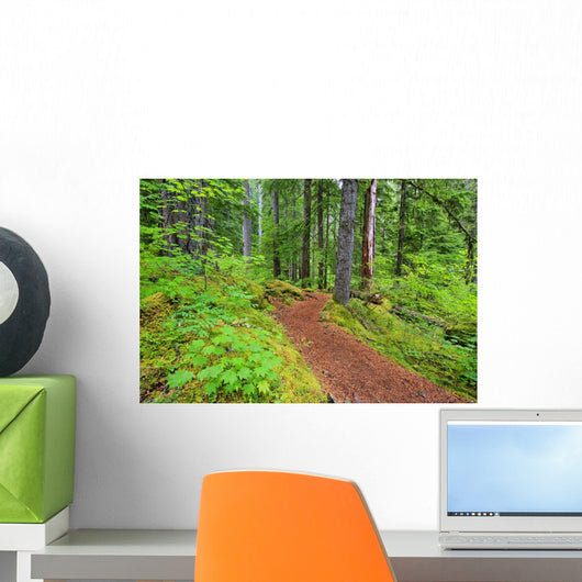 Trail To Proxy Falls In Willamette National Forest Wall Mural