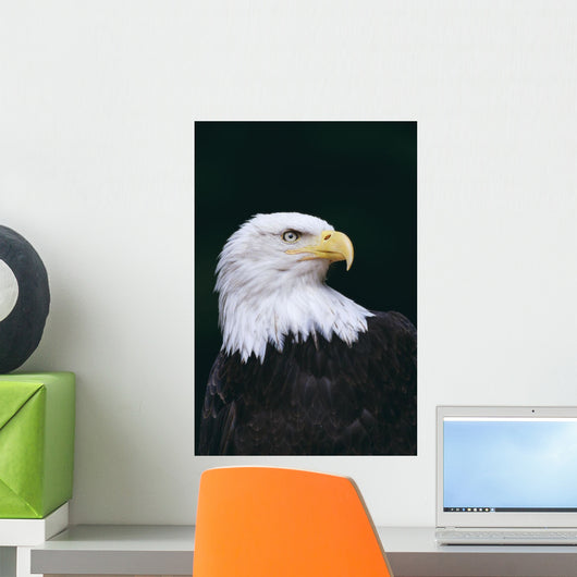 Alaska, Tongass National Forest, Bald Eagle Close-Up Portrait Wall Mural