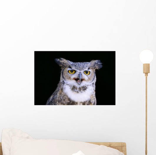 Great Horned Owl Portrait B1660 Wall Mural