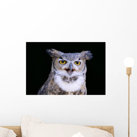 Great Horned Owl Portrait B1660 Wall Mural