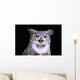 Great Horned Owl Portrait B1660 Wall Mural