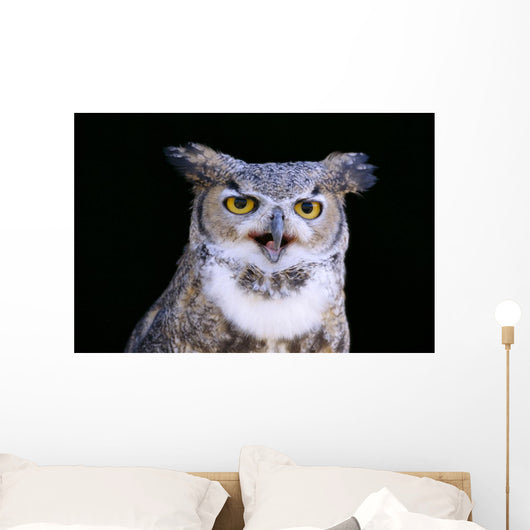 Great Horned Owl Portrait B1660 Wall Mural