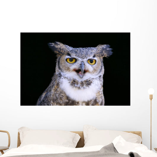 Great Horned Owl Portrait B1660 Wall Mural