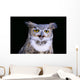 Great Horned Owl Portrait B1660 Wall Mural