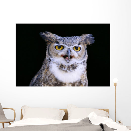 Great Horned Owl Portrait B1660 Wall Mural
