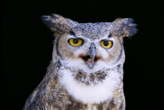 Great Horned Owl Portrait B1660 Wall Mural