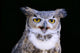 Great Horned Owl Portrait B1660 Wall Mural