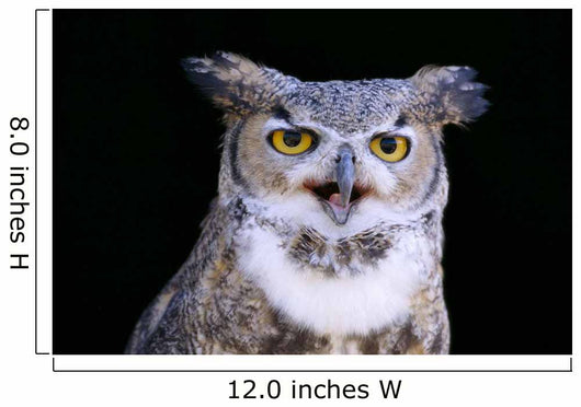 Great Horned Owl Portrait B1660 Wall Mural