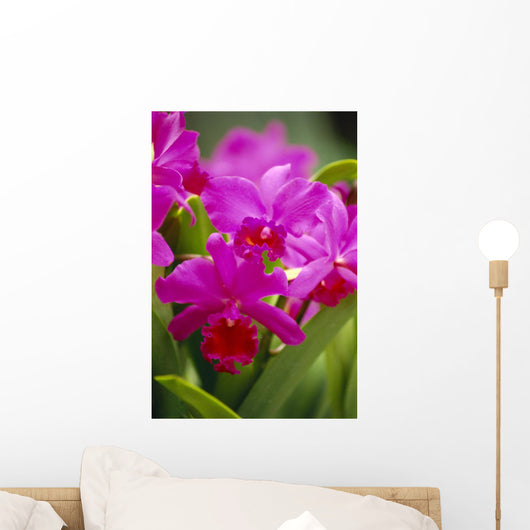 Pink Cattleya Orchids B1594 Wall Mural