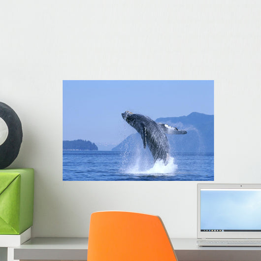 Alaska, Inside Passage, Humpback Whale Breaching B2006 Wall Mural