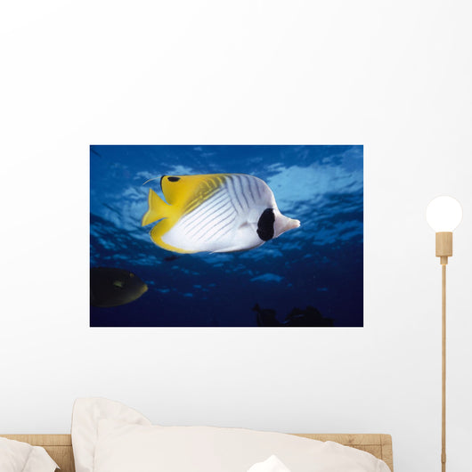 Hawaii, Maui, Threadfin Butterfly Fish, Close-Up, B1900 Wall Mural