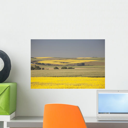 Flowering Canola Fields Wall Mural