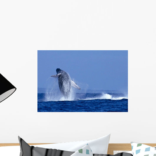 Hawaii, Maui, Humpback Whale Breaching C2024 Wall Mural
