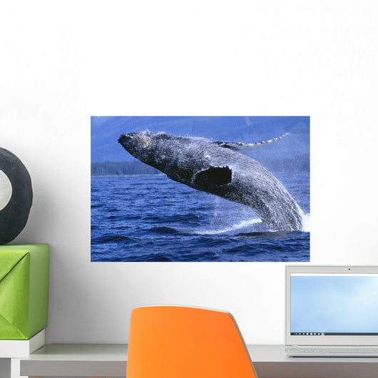 Alaska, Inside Passage, Humpback Whale, Full Breach Close-Up, C2037 Wall Mural