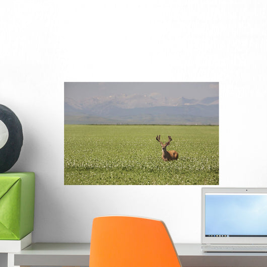 Male Deer With Antlers Wall Mural