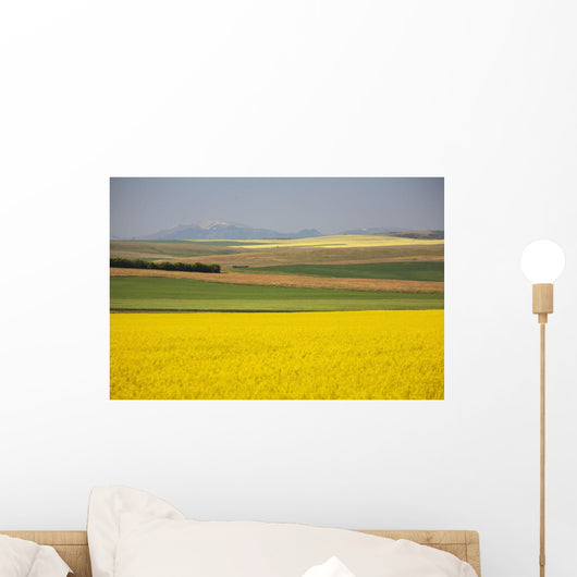 Flowering Canola Fields Wall Mural