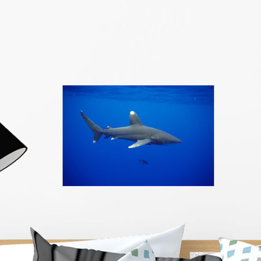 Hawaii, Oceanic Whitetip Shark Side View C2044 Wall Mural