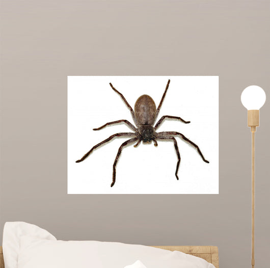 Big Fat Spider