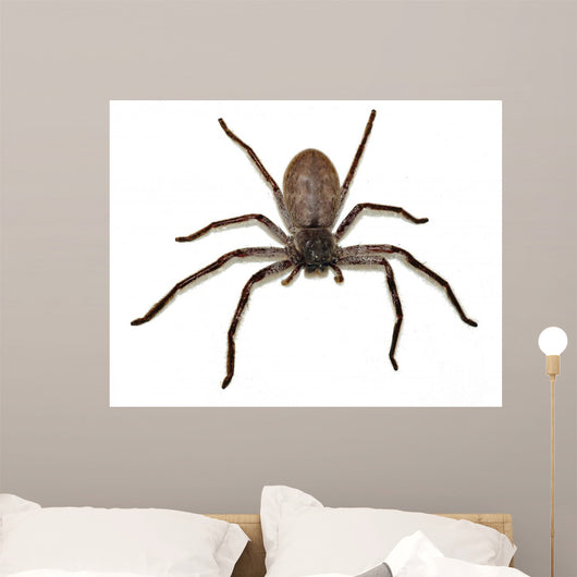Big Fat Spider