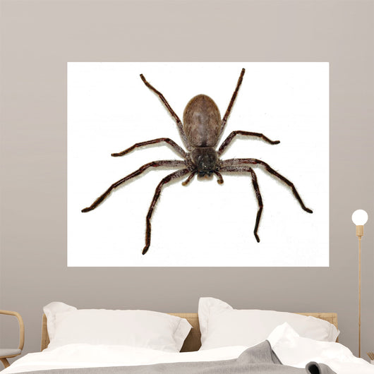 Big Fat Spider