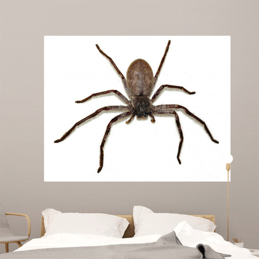 Big Fat Spider