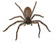 Big Fat Spider