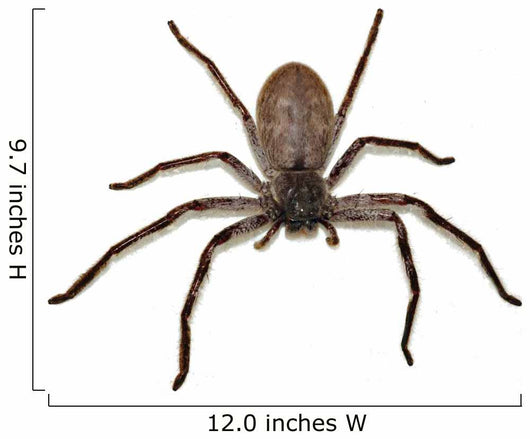Big Fat Spider