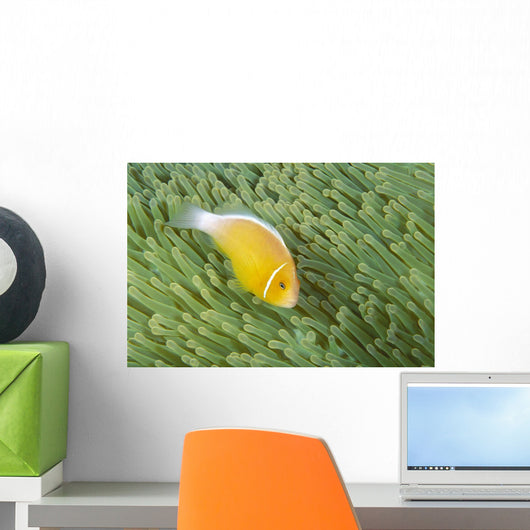 Mariana Islands, Saipan, Anemonefish And Anemone Heteractis Magnifica Wall Mural