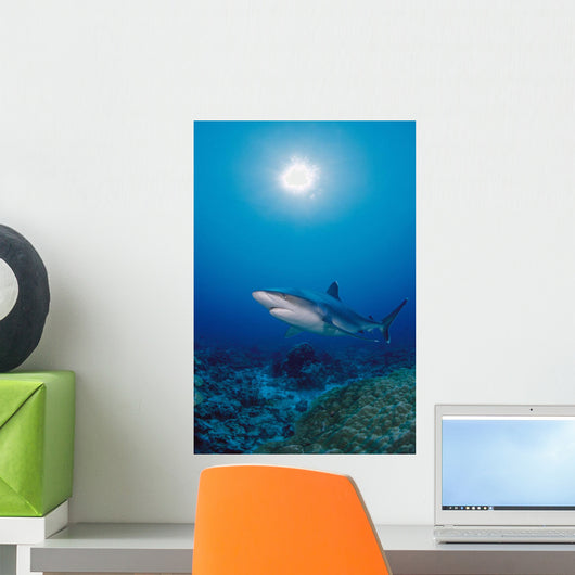 Thailand, Silvertip Shark Over Reef, Sunburst Wall Mural